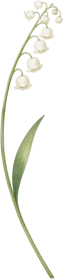Lelietje-van-dalen, de geboortebloem van mei