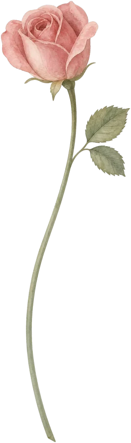 Roos, de geboortebloem van juni