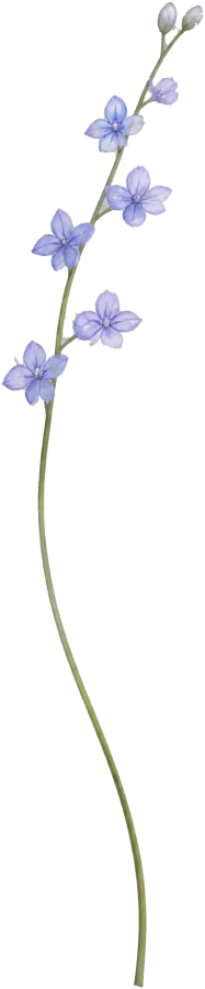 Ridderspoor, de geboortebloem van juli