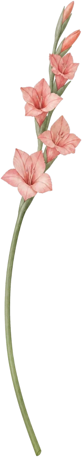 Gladiool, de geboortebloem van augustus