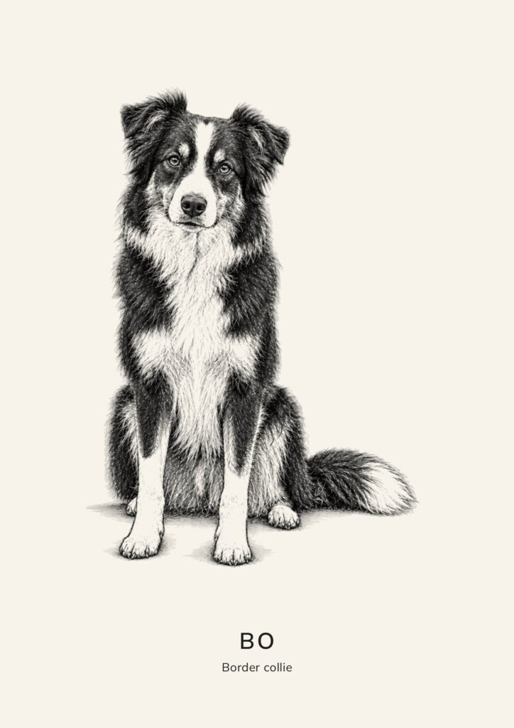 Losse schets van een border collie met de tekst Bo, border collie