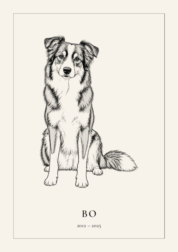Lijntekening van een border collie met de tekst Bo, 2012 – 2025, als herinnering