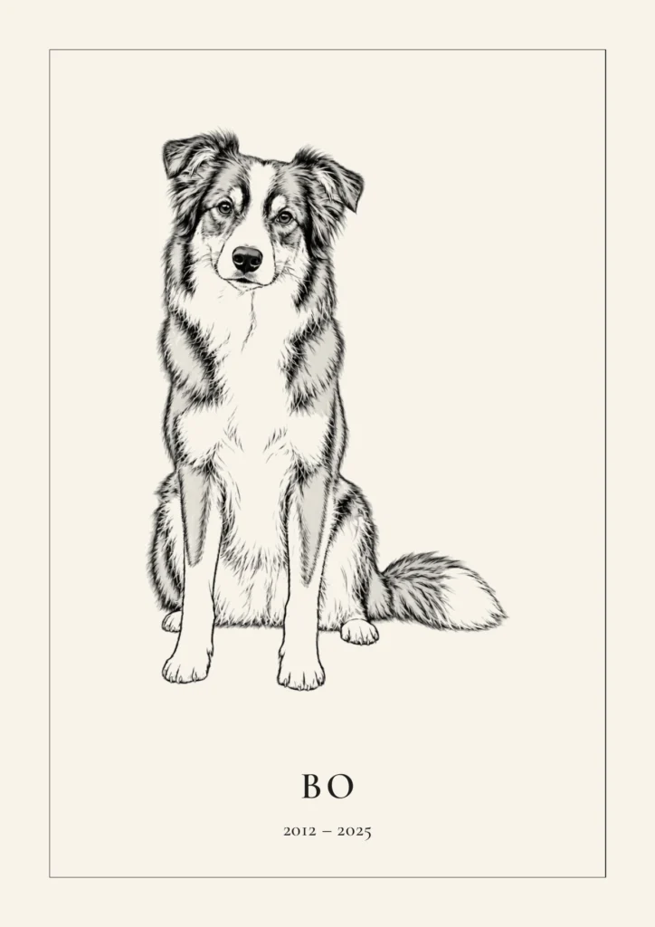 Lijntekening van een border collie met de tekst Bo, 2012 – 2025, als herinnering