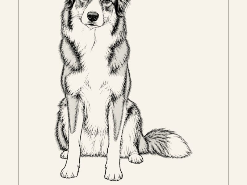 Huisdierportret: lijntekening van een border collie met de tekst Bo, onze beste vriend